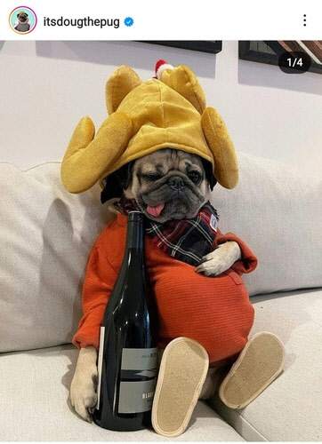 SNS 스타 더그 더 퍼그 [더그 더 퍼그 인스타그램 캡처]